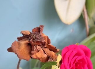 Dua Mawar Satu Tangkai: Refleksi Kecil tentang Kepemimpinan